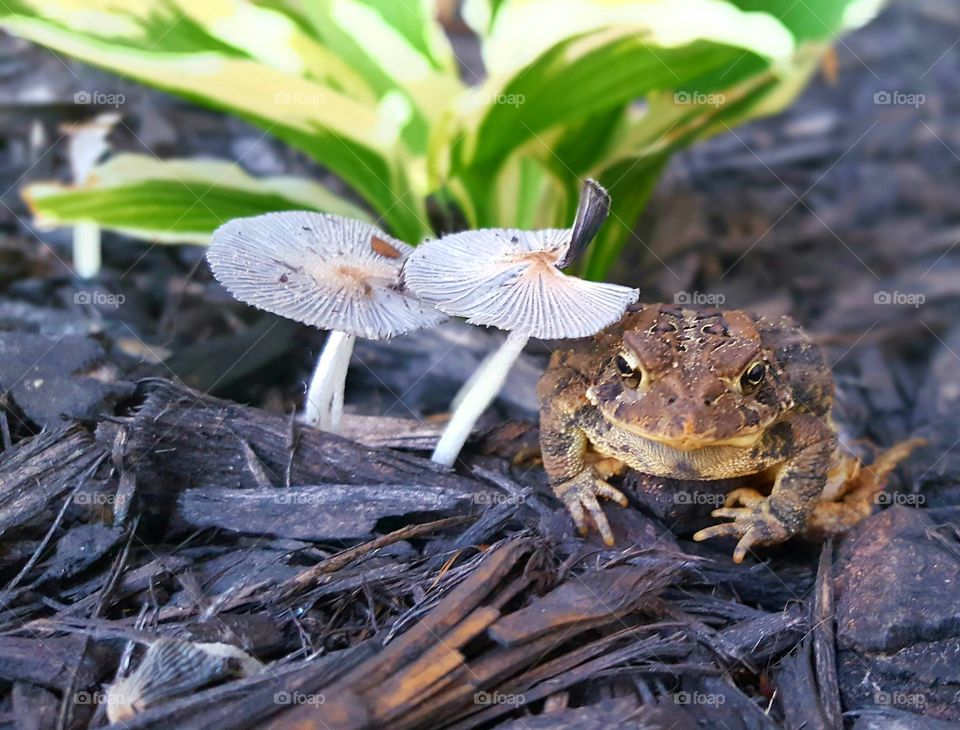 A toad and toadstool