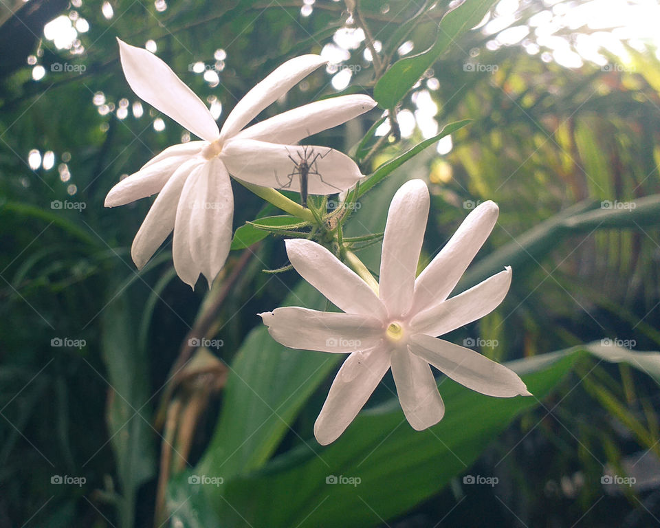 beautiful white flowers in garden