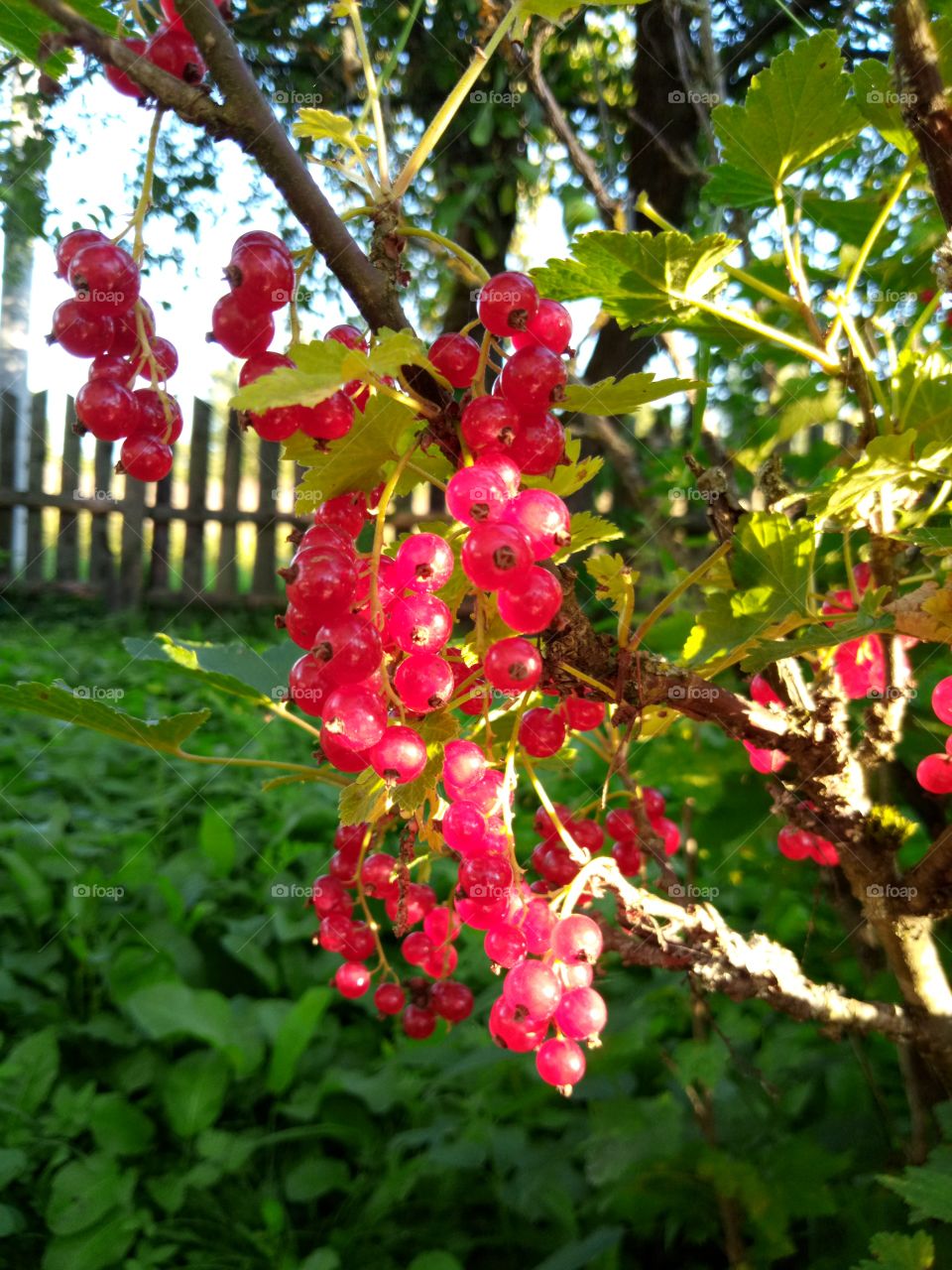 красная смородина