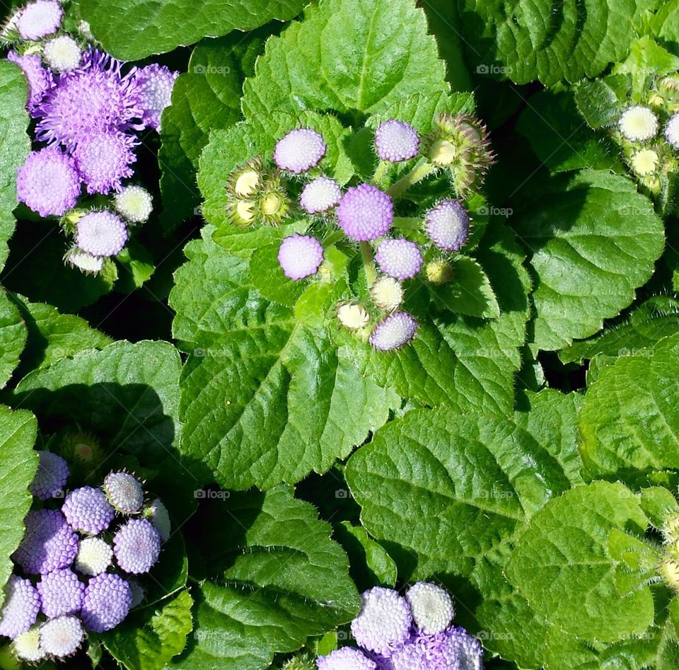 Flowers. Purple