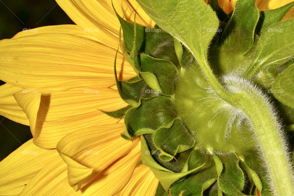 Back of a sunflower closeup 