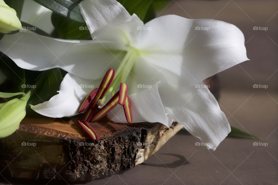 white lilies