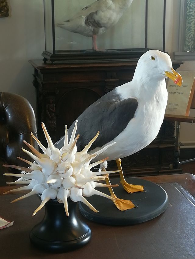oiseau