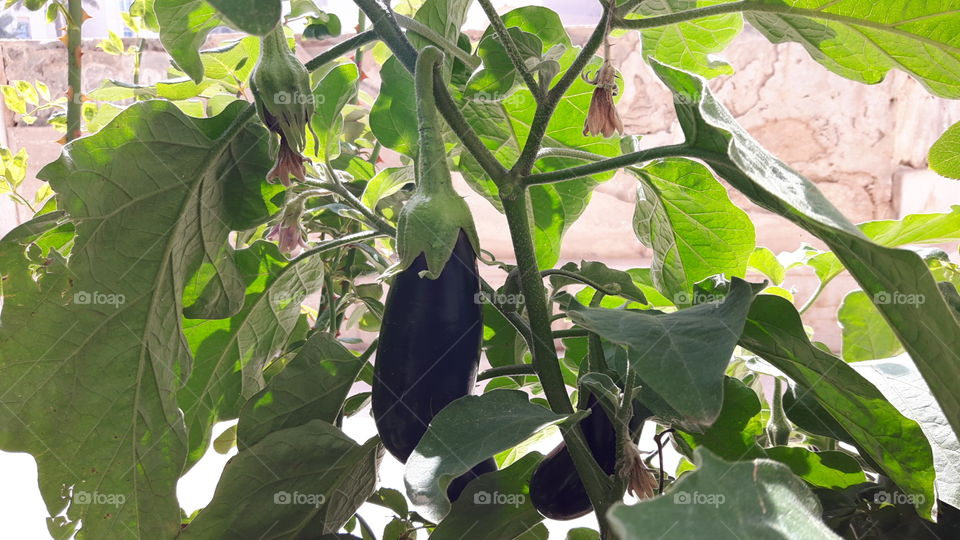 Eggplant with tree