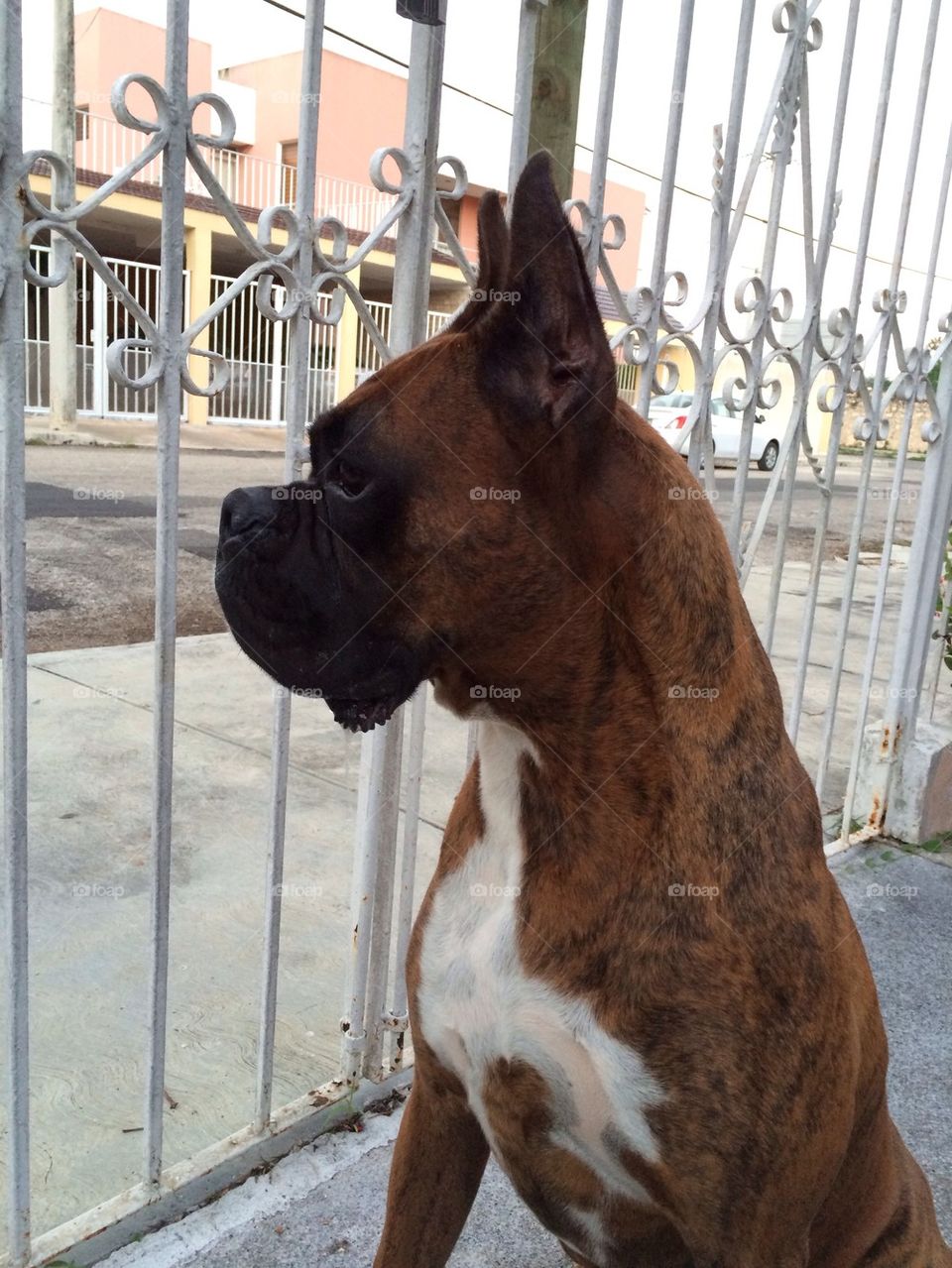 Boxer dog profile