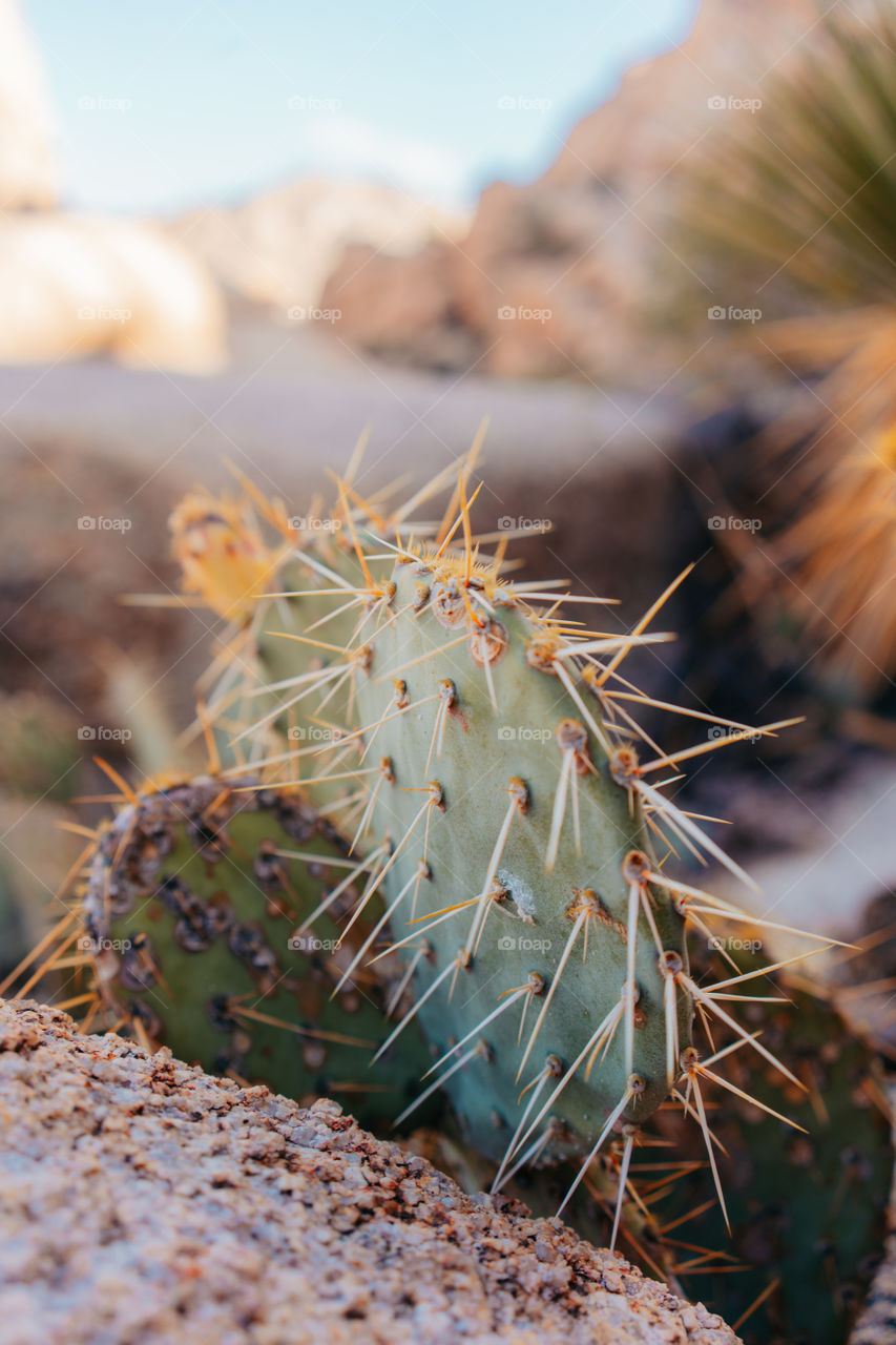 Prickly cacti in Southern California.