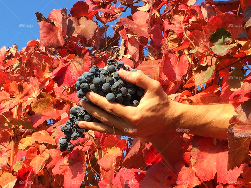 Hands hold a grape fruit