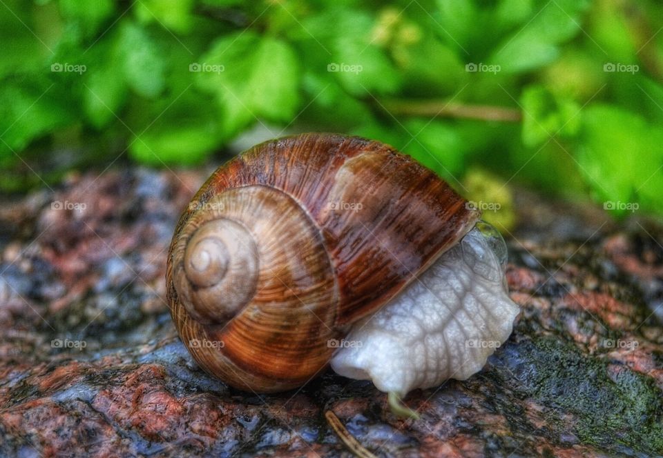 snail