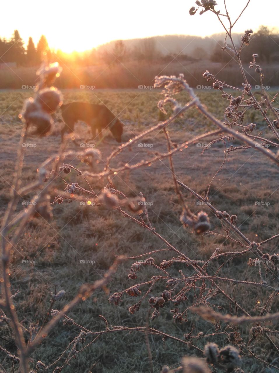 Spring walk with your dog