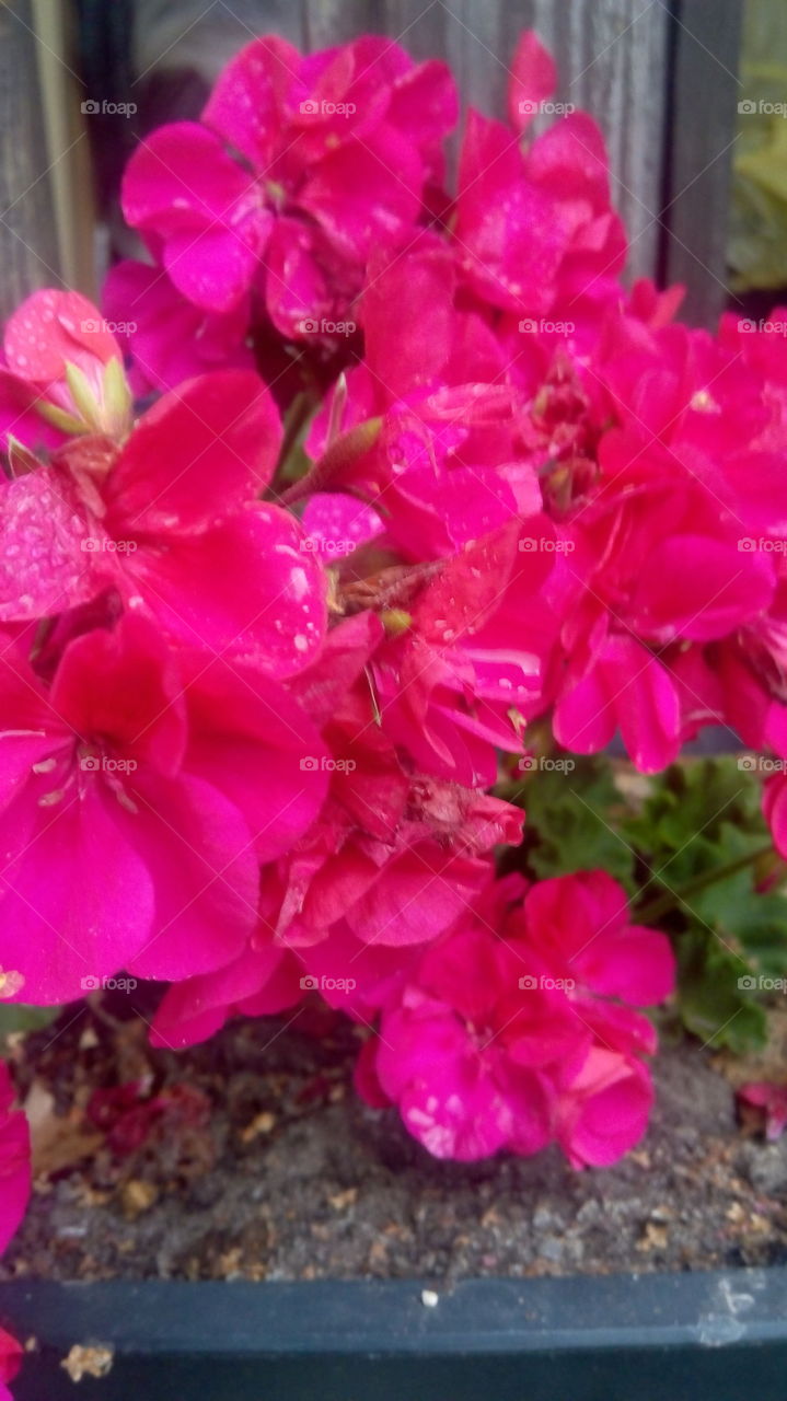 pink floeer after rain in summer