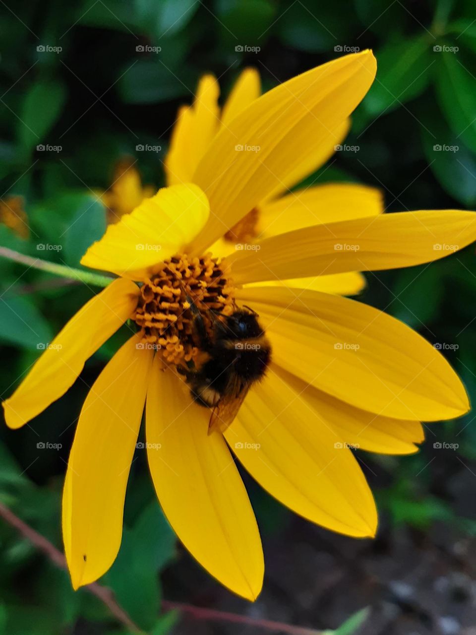 Bubblebee on flower