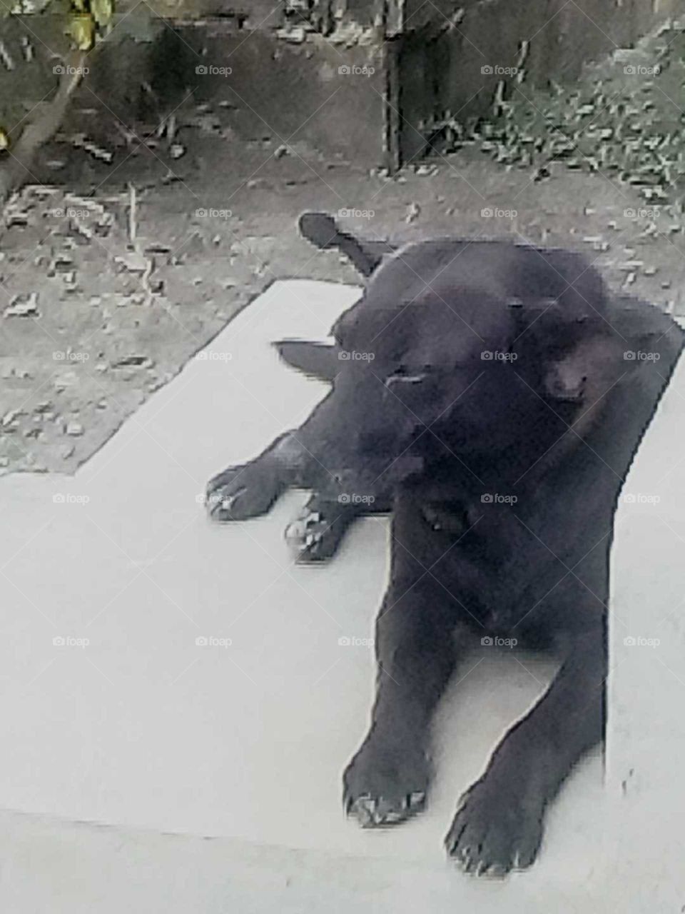 this is one of those days where you just sit back and enjoy all the best beautiful  dog you will ever  see .