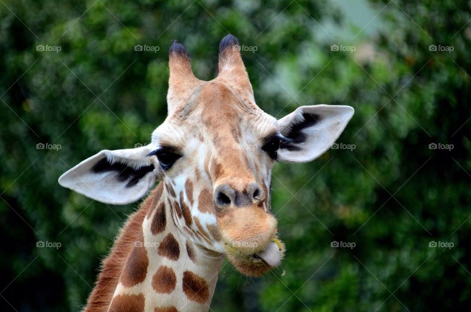 Portrait of giraffe