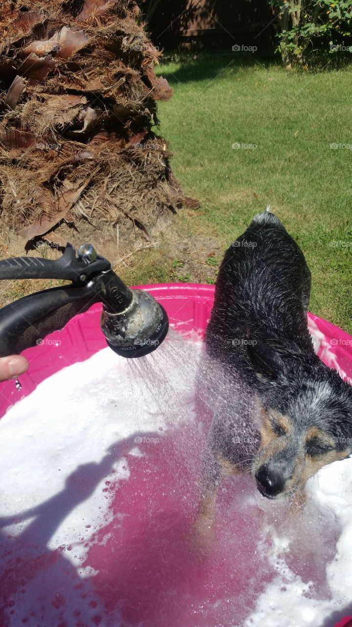 Cattle dog bath time