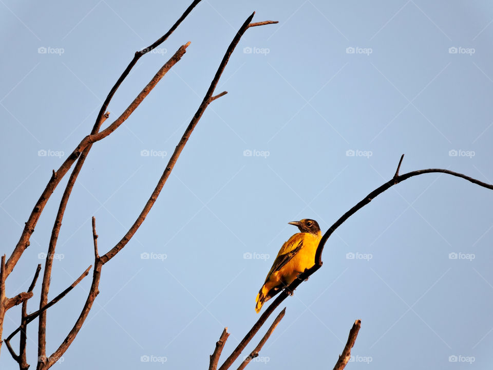 Black-hooded oriole