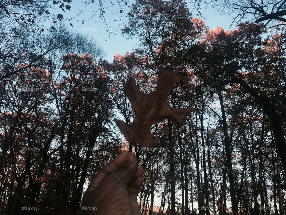 Tree, Branch, Landscape, Wood, Park