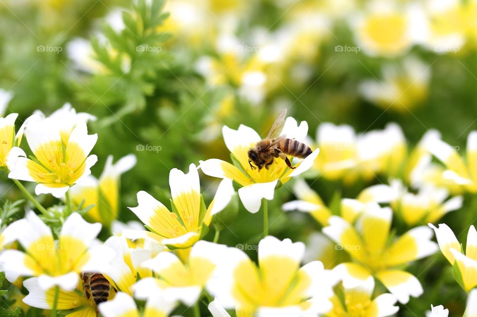 Bee pollinating flower