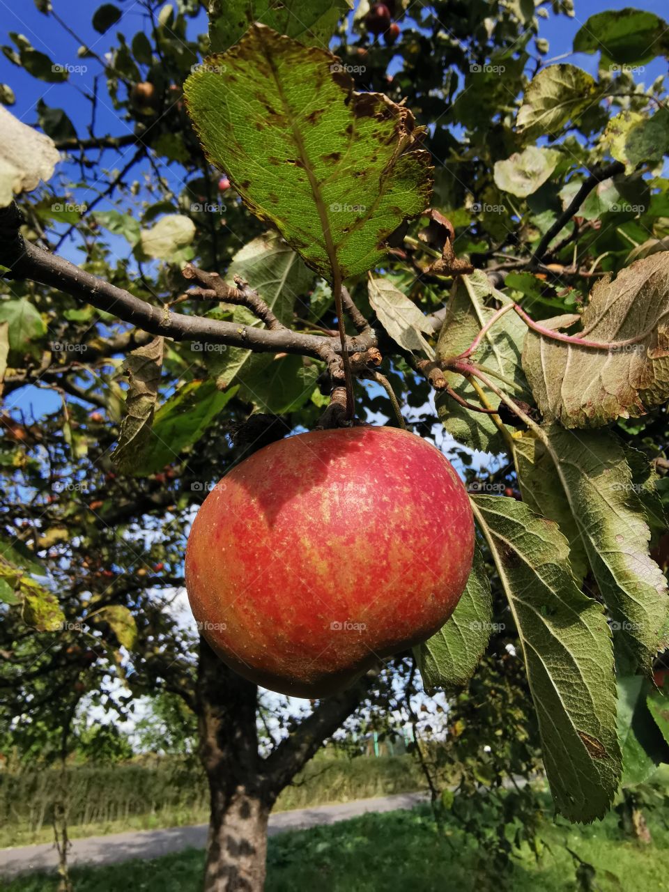 Red apple in the sunny tree