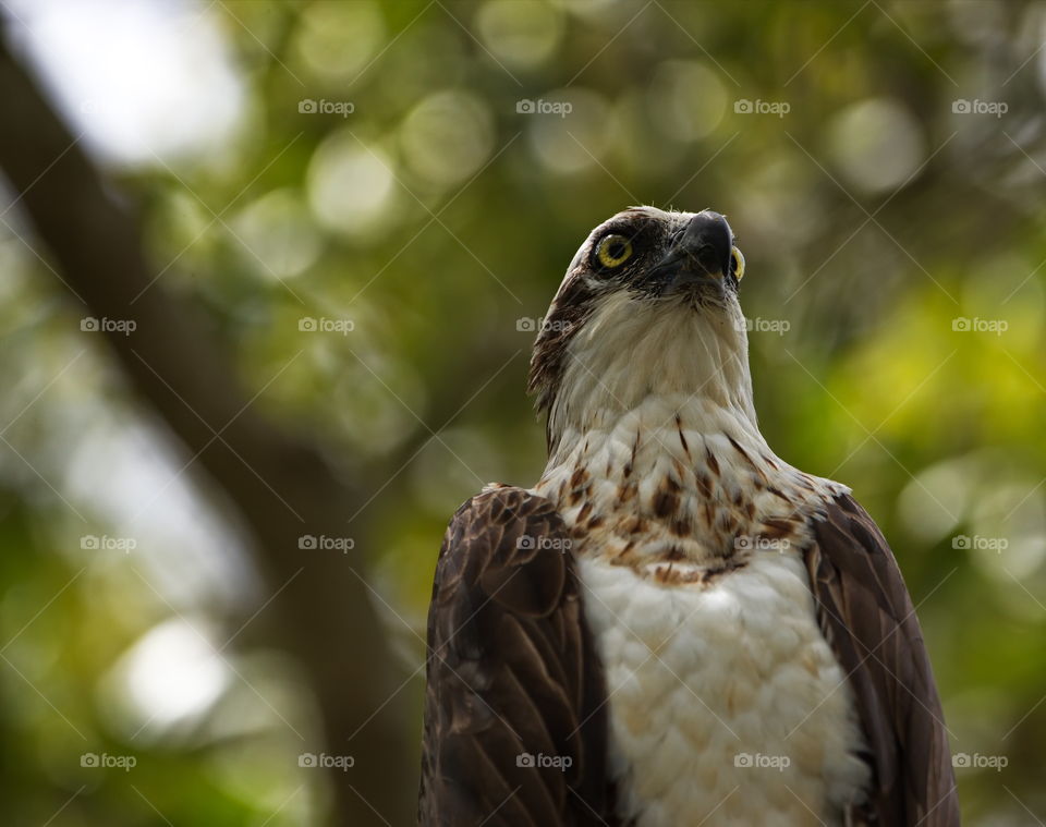 Osprey in his hunting tree along the river