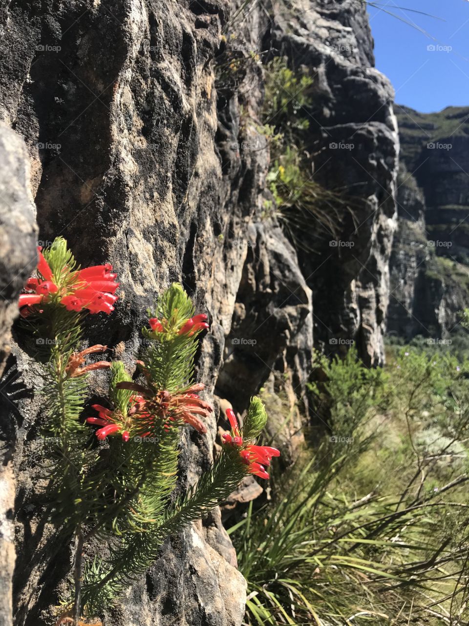Beautiful red wild fynbos flowers decorating the rocky mountain. Only visible to the ones willing to hike up the Helderberg mountain in Cape Town