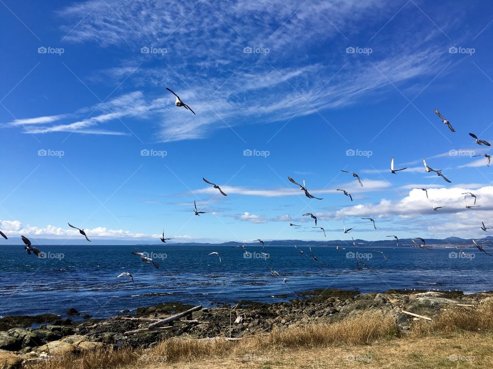 Seagull flying over the sea