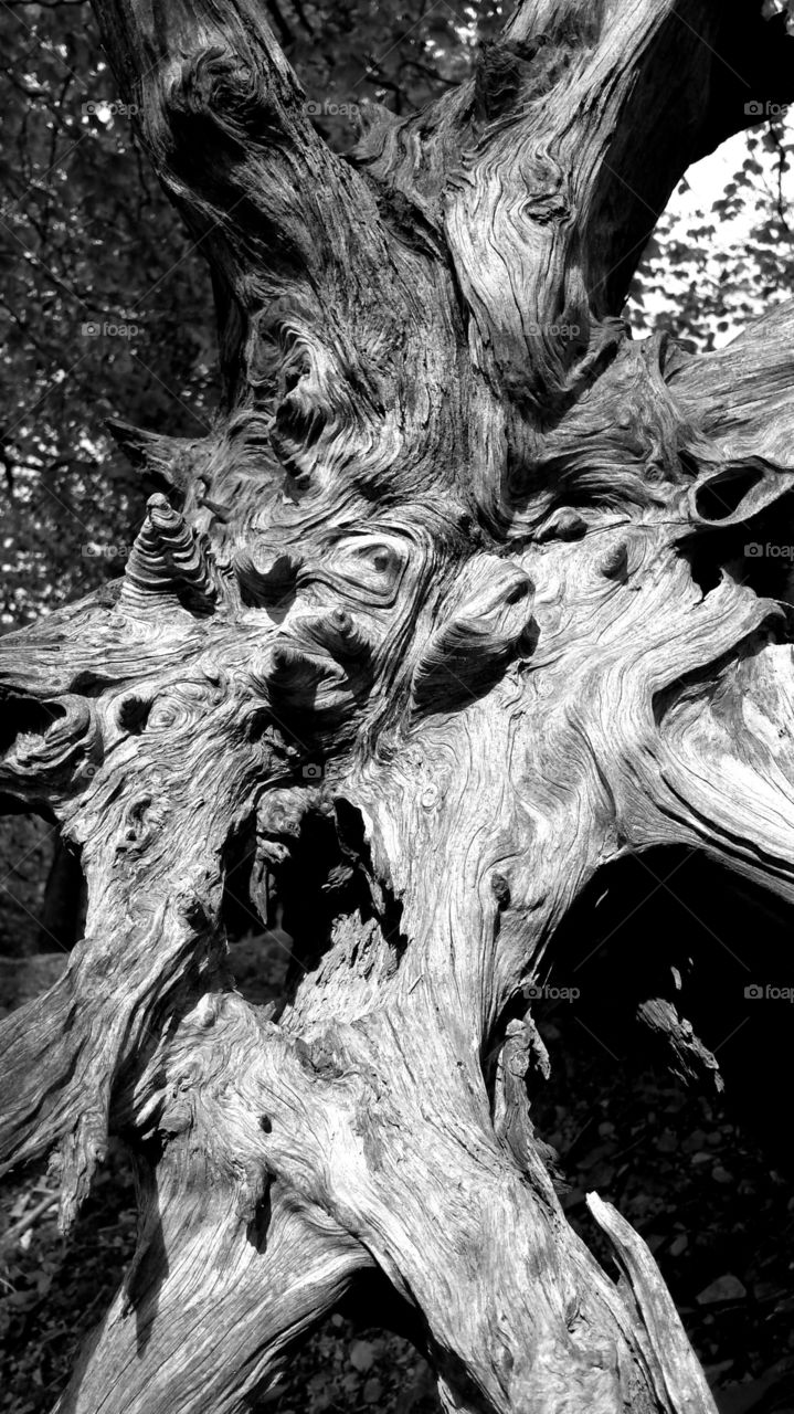 Dartmoor tree stump