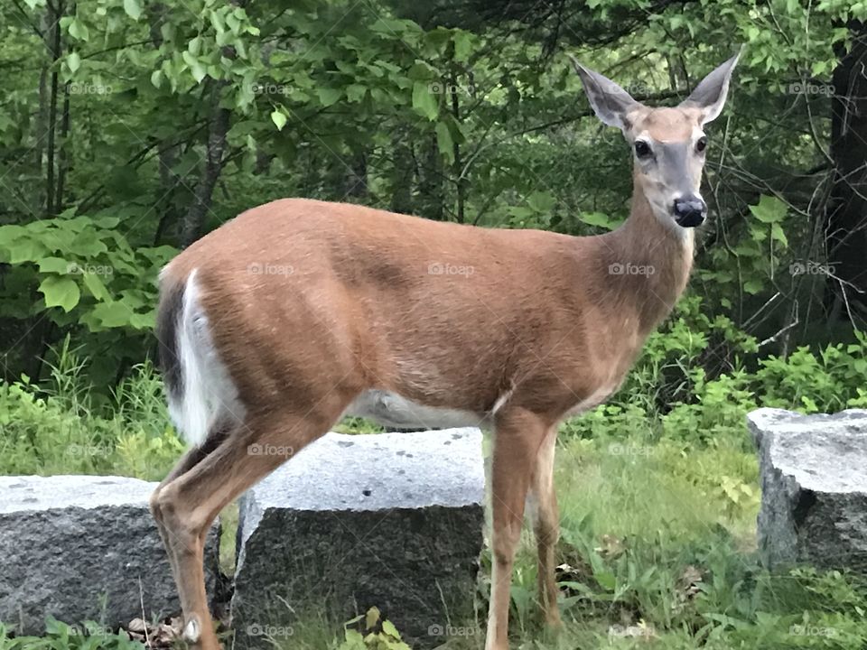 Mama deer