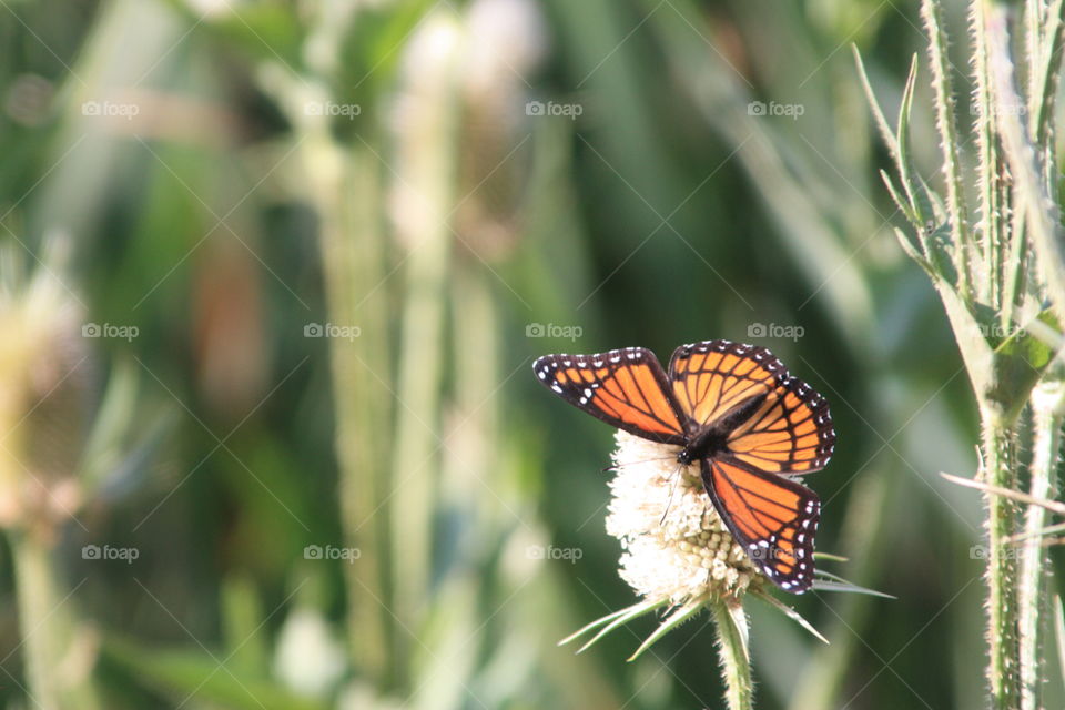summer monarch