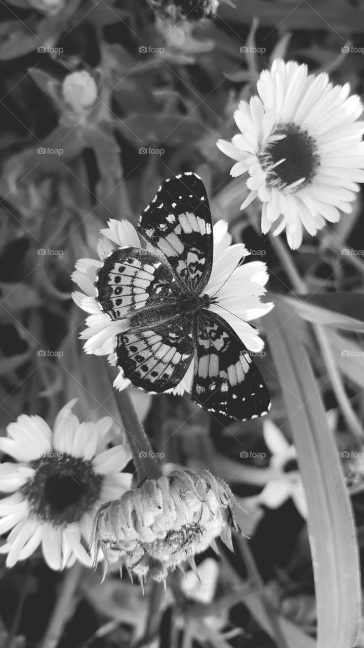black & white butterfly