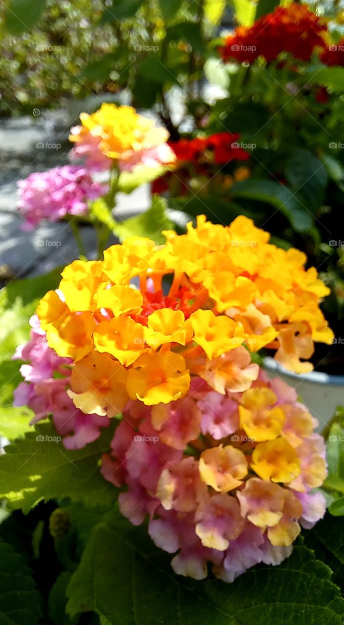 Lantana