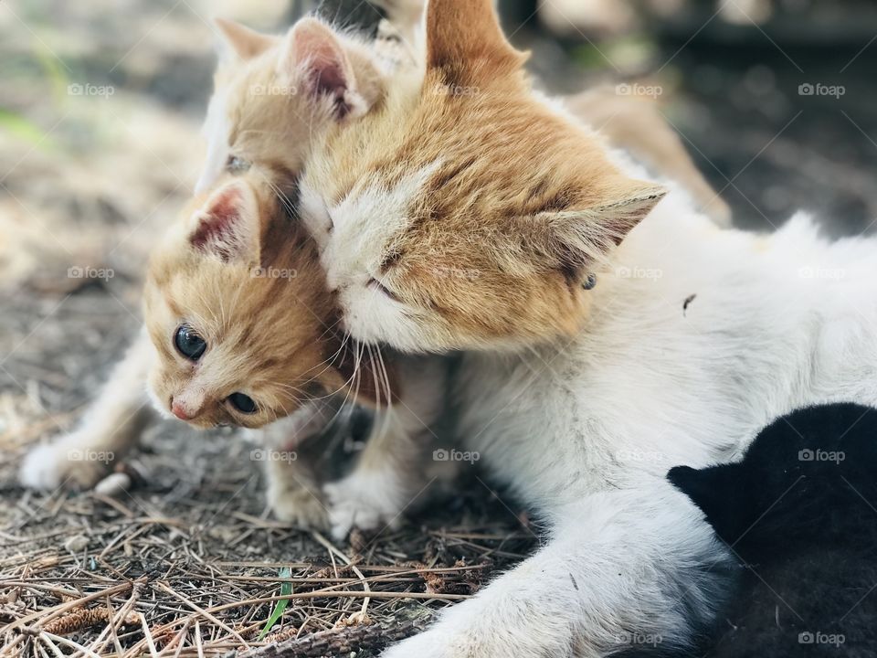 cat family