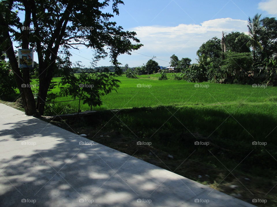 rice field