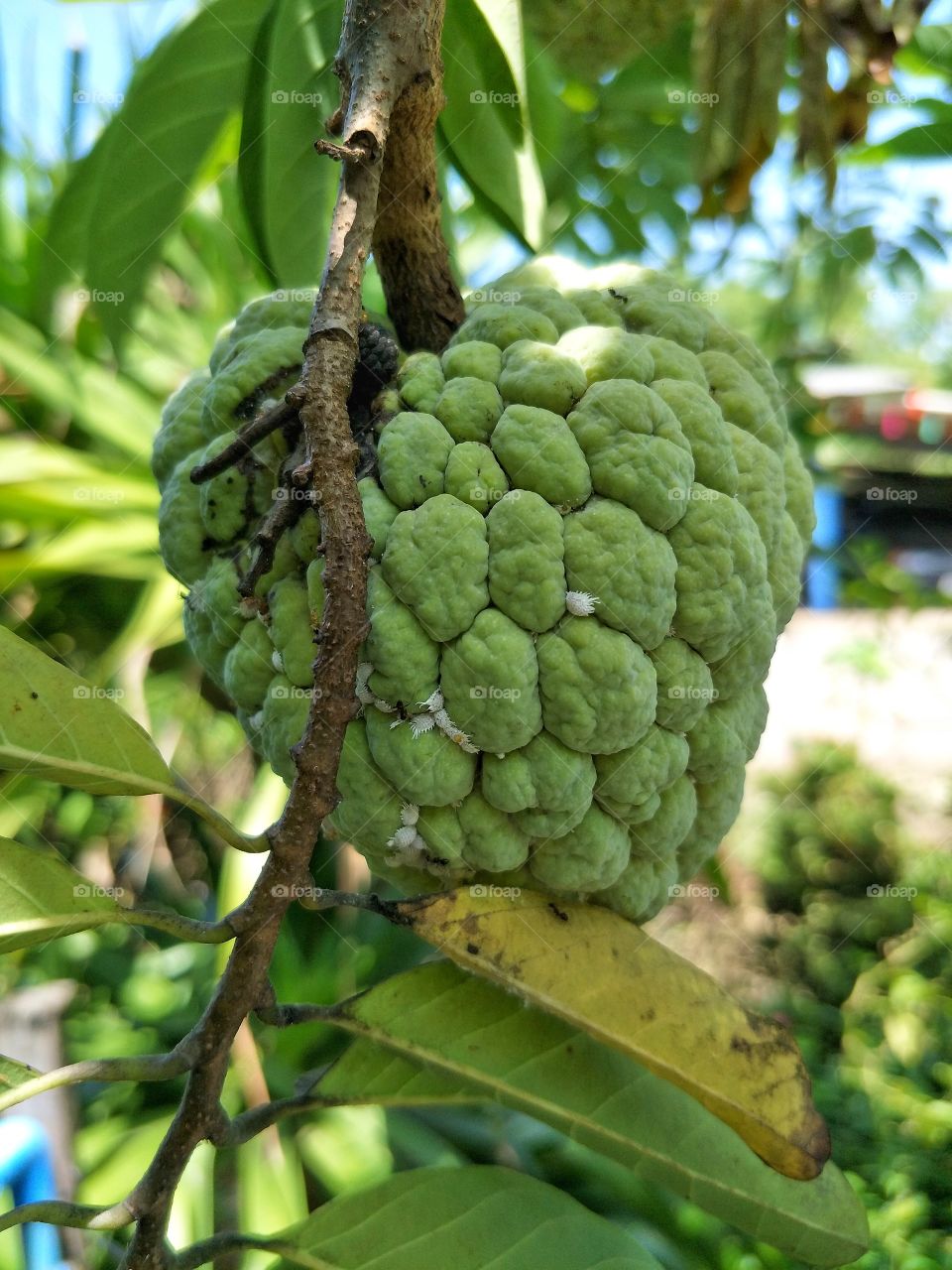 custard apple is Thai fruit.