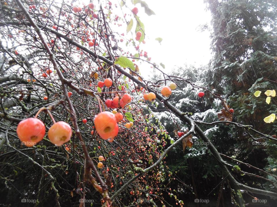 parc de Mariemont , la Louvière