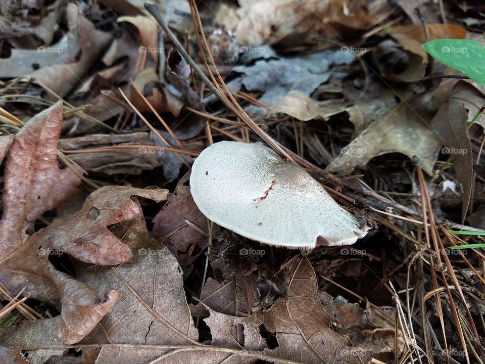 mushroom coming up from the ground.