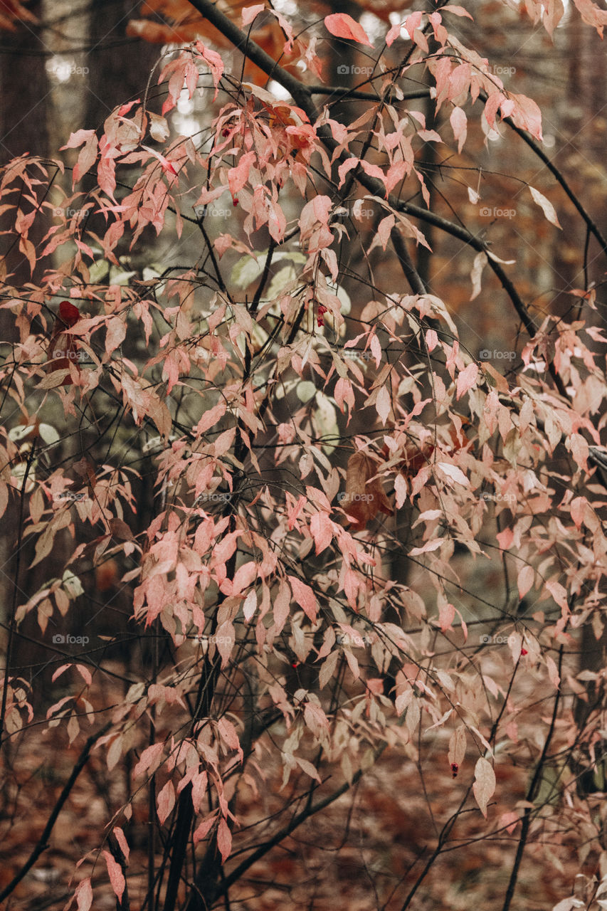 bush in the forest