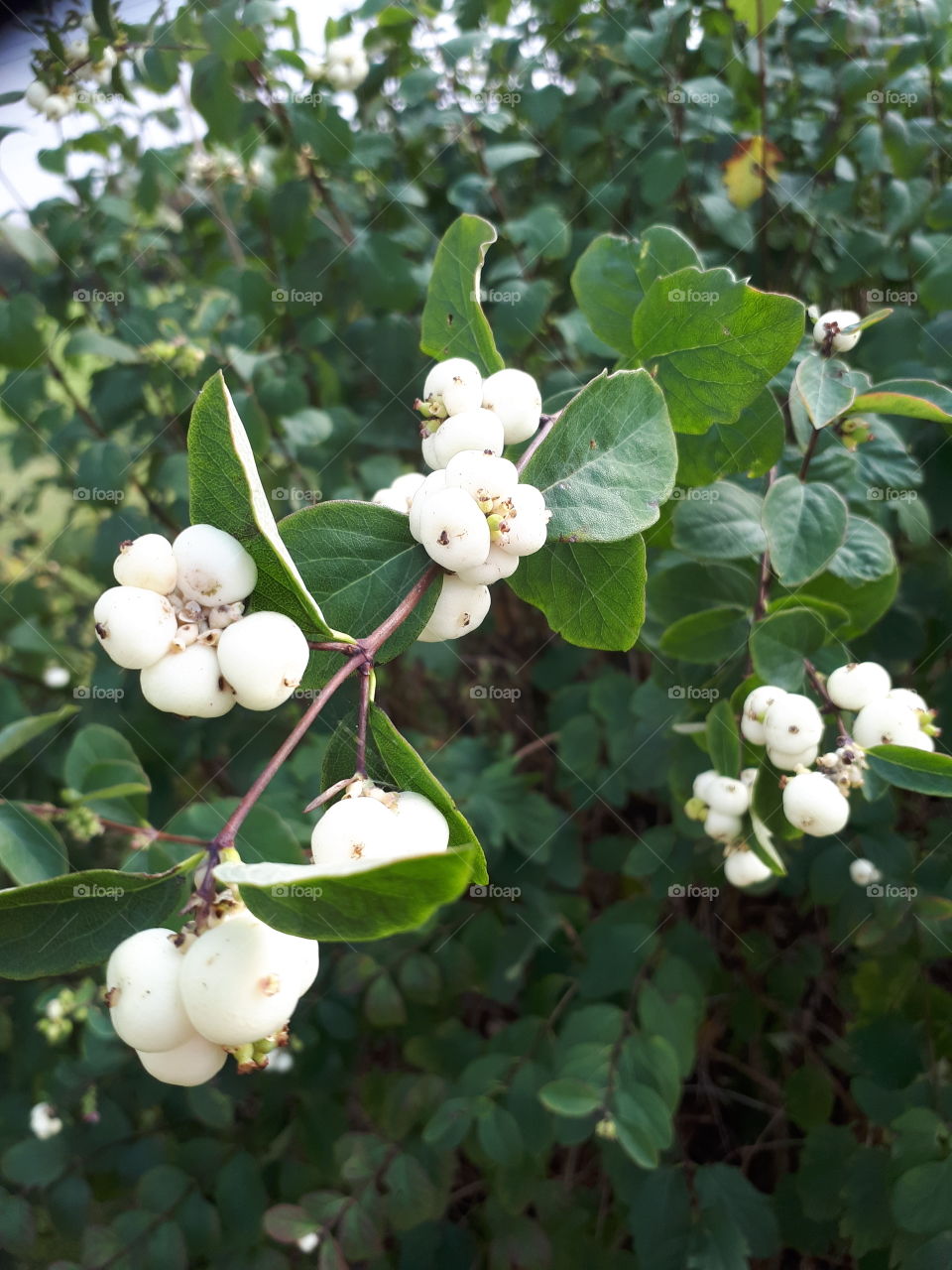 White Autumn Berries