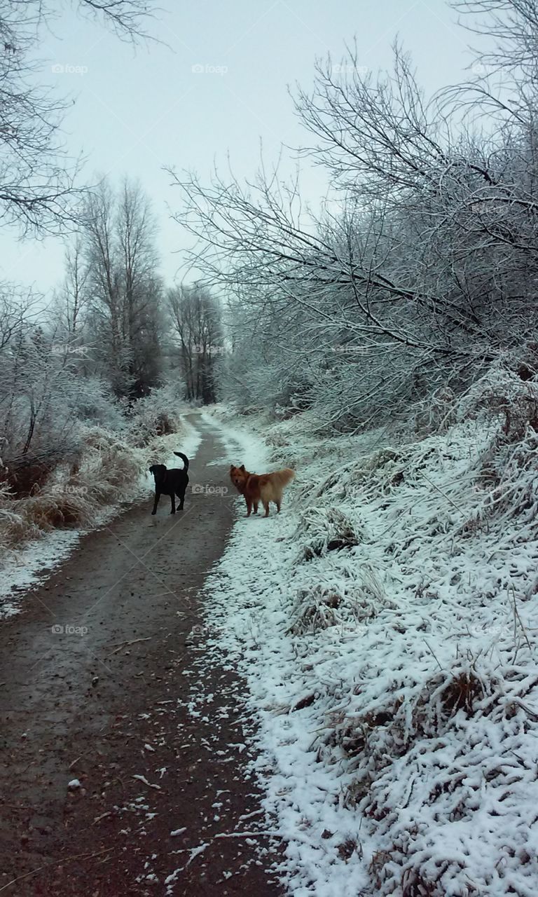 Dog walk In 1st snowfall