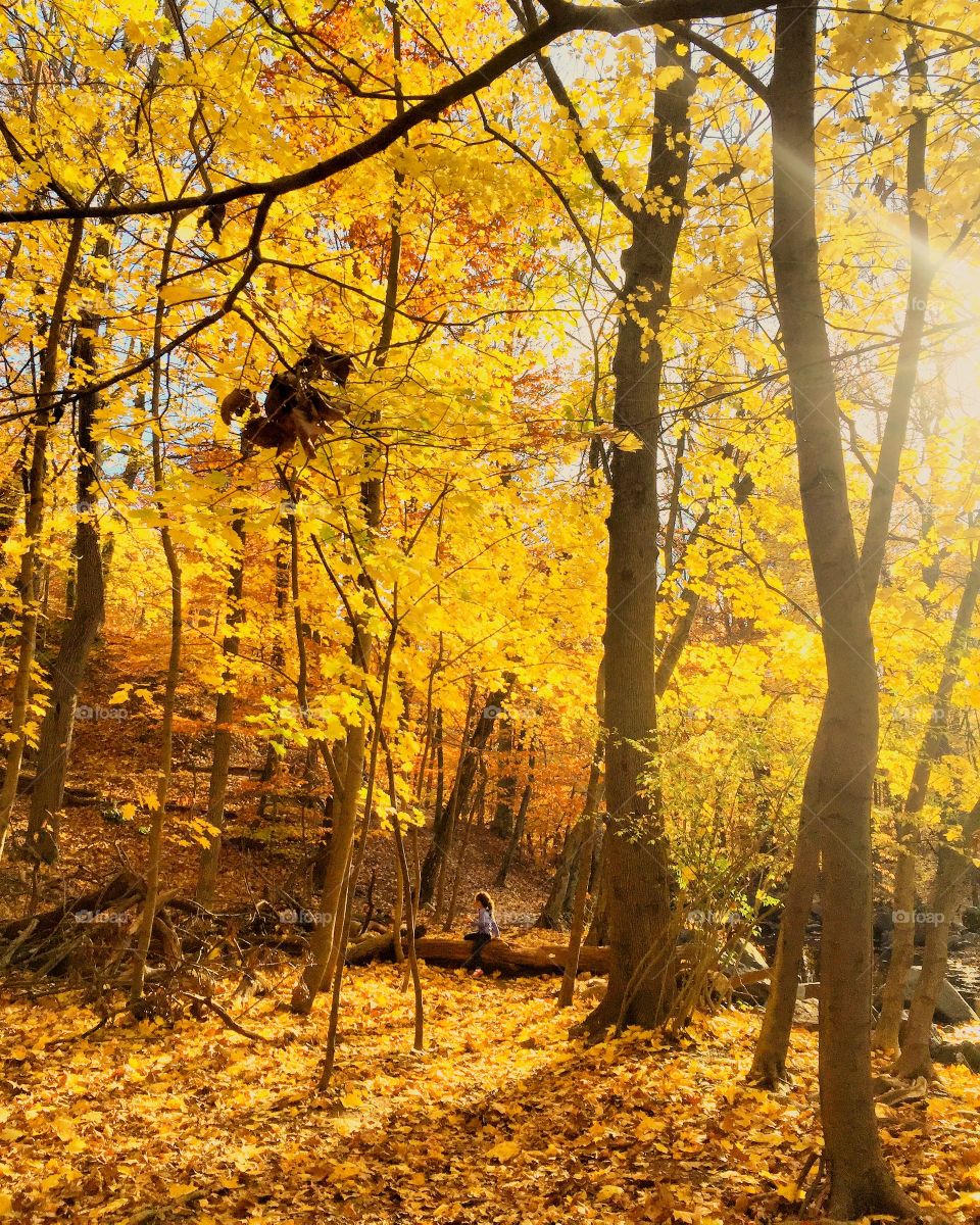 Yellow autumn trees in forest