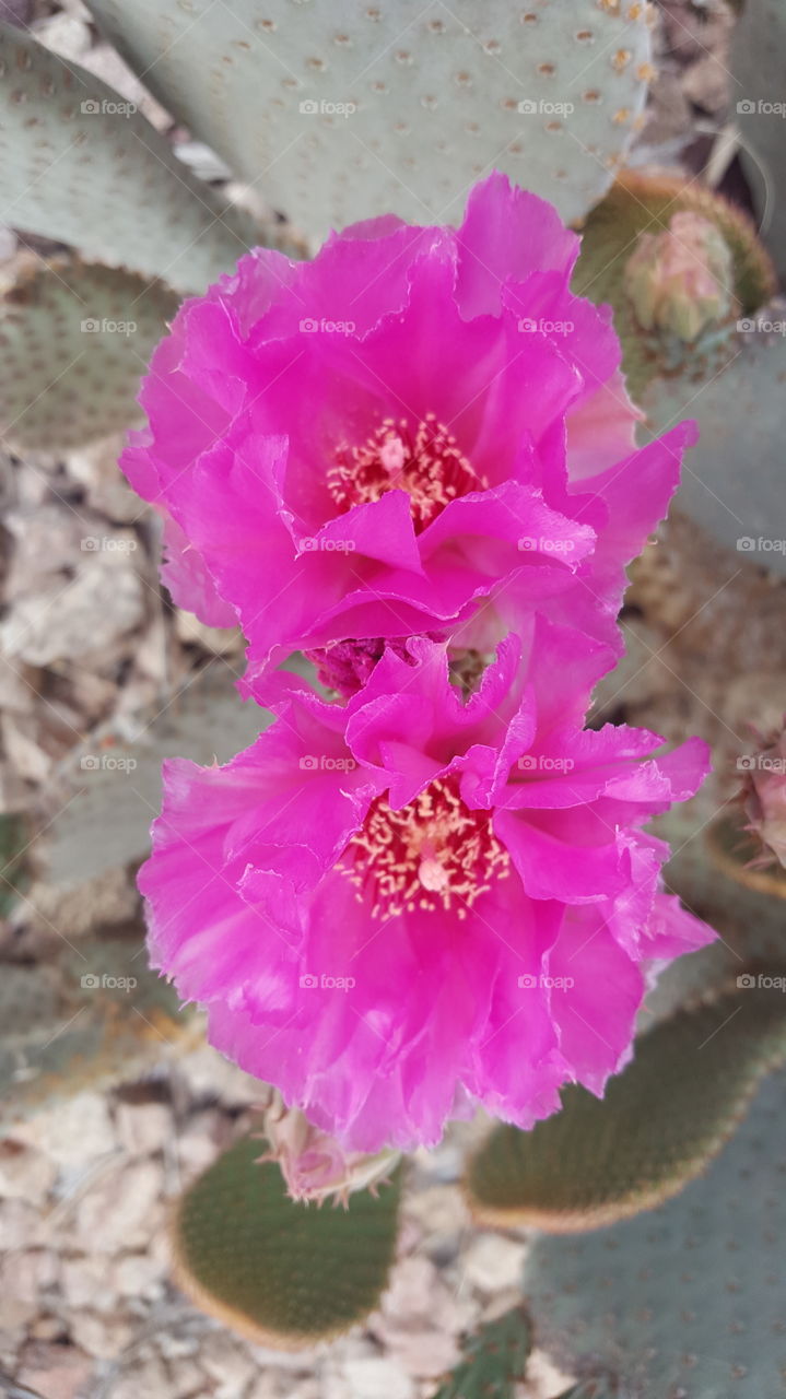 spring cactus bloom