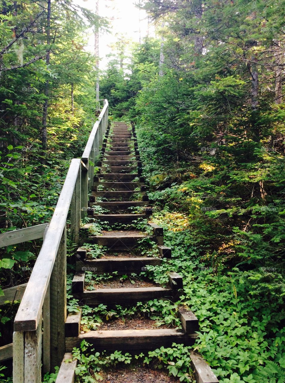 Staircases in nature 