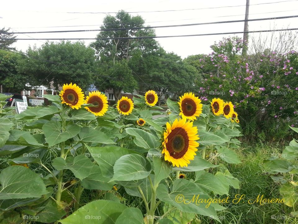 Summer, Flora, Nature, Agriculture, Flower