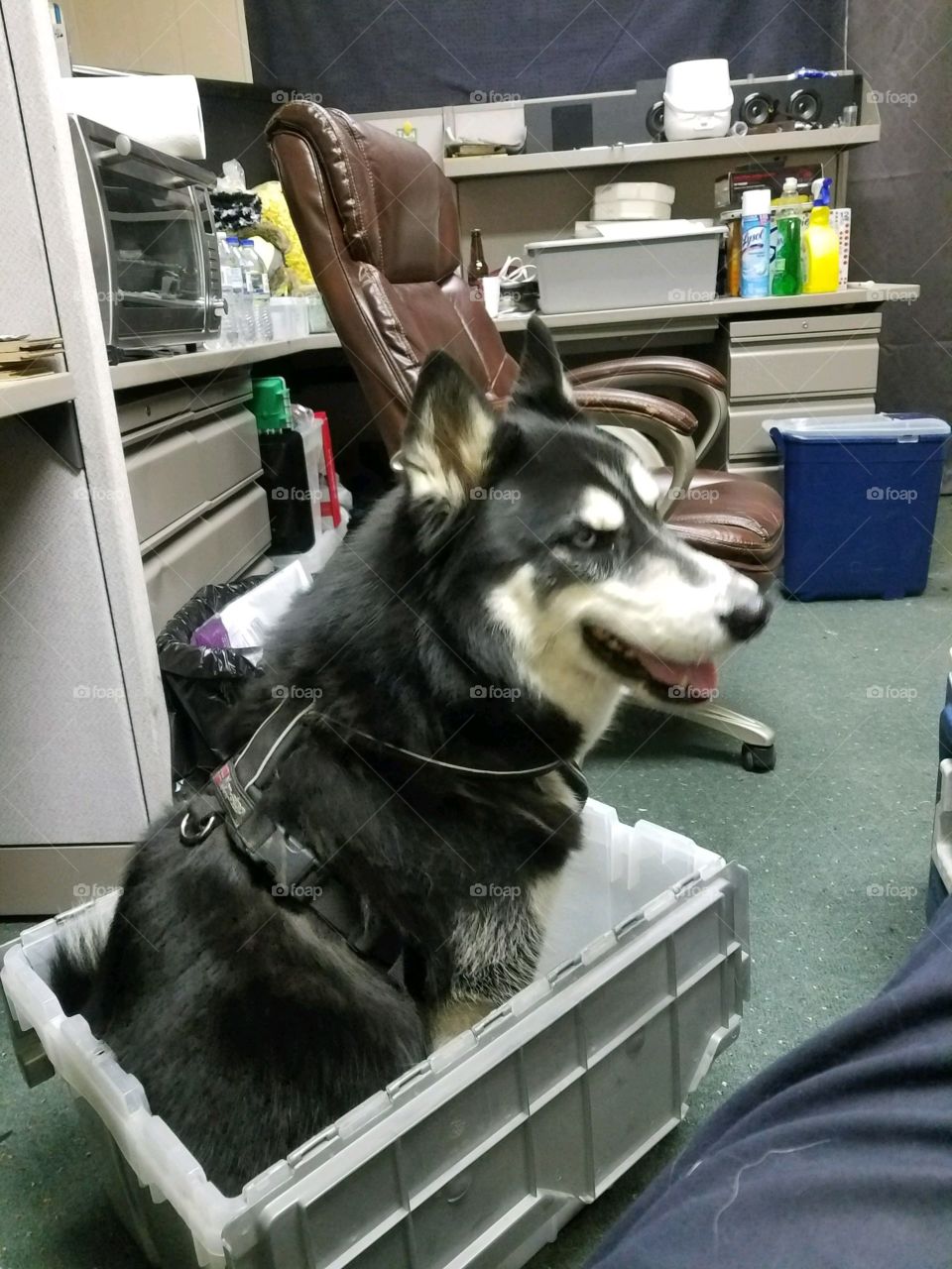 boxed for shipment husky dog