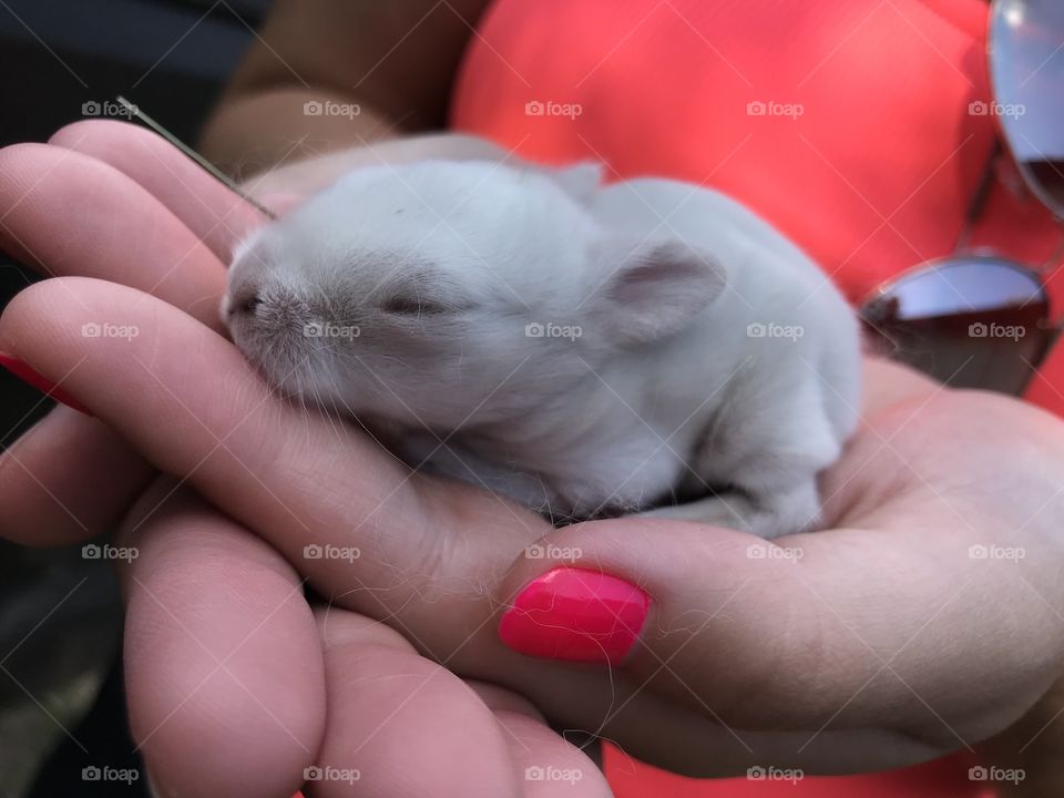 Brand new baby bunnie 
