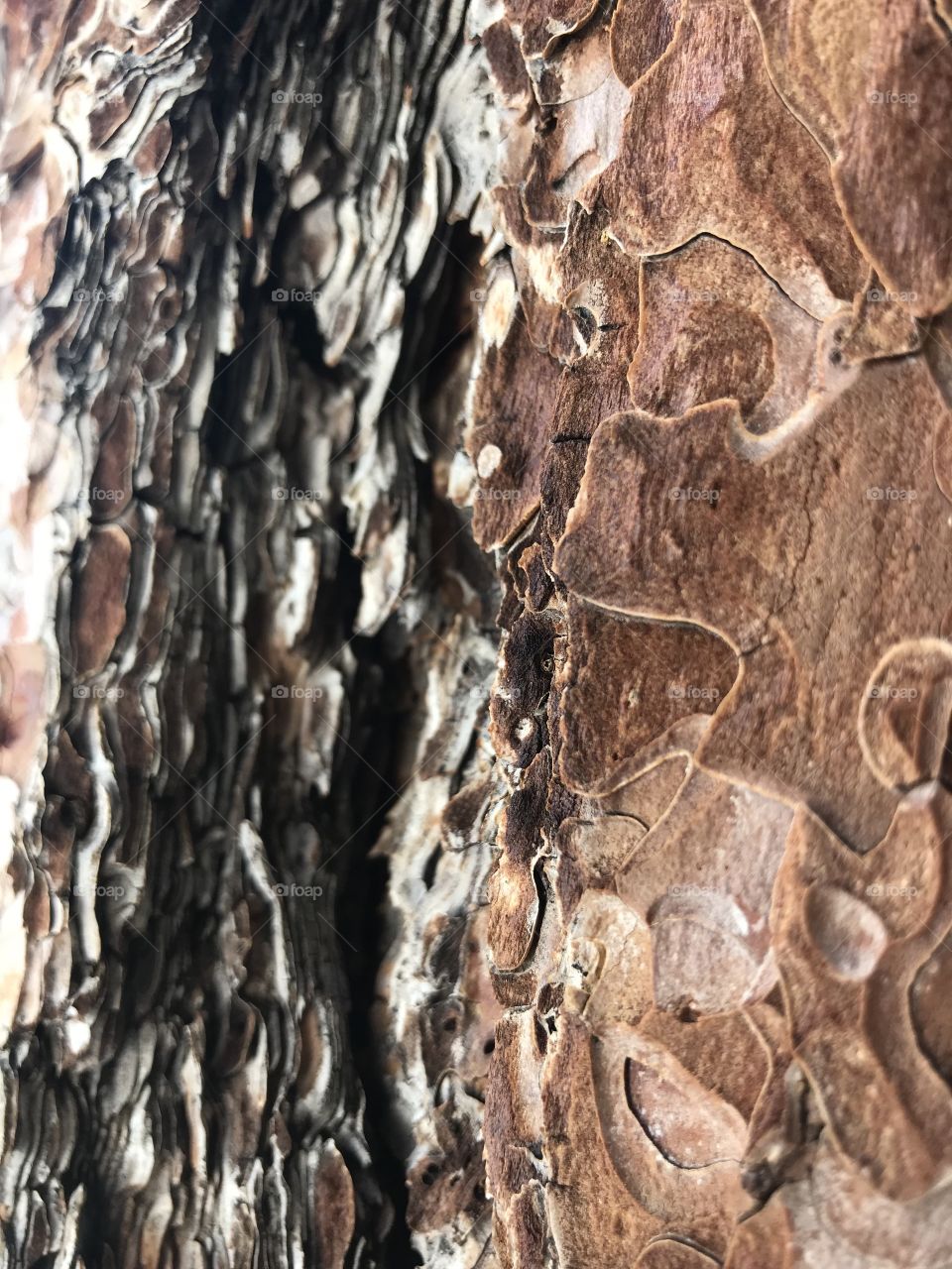 A closeup of the raw bark of a tree in the sierras. The edges resembling puzzle pieces laid one on top of another. 