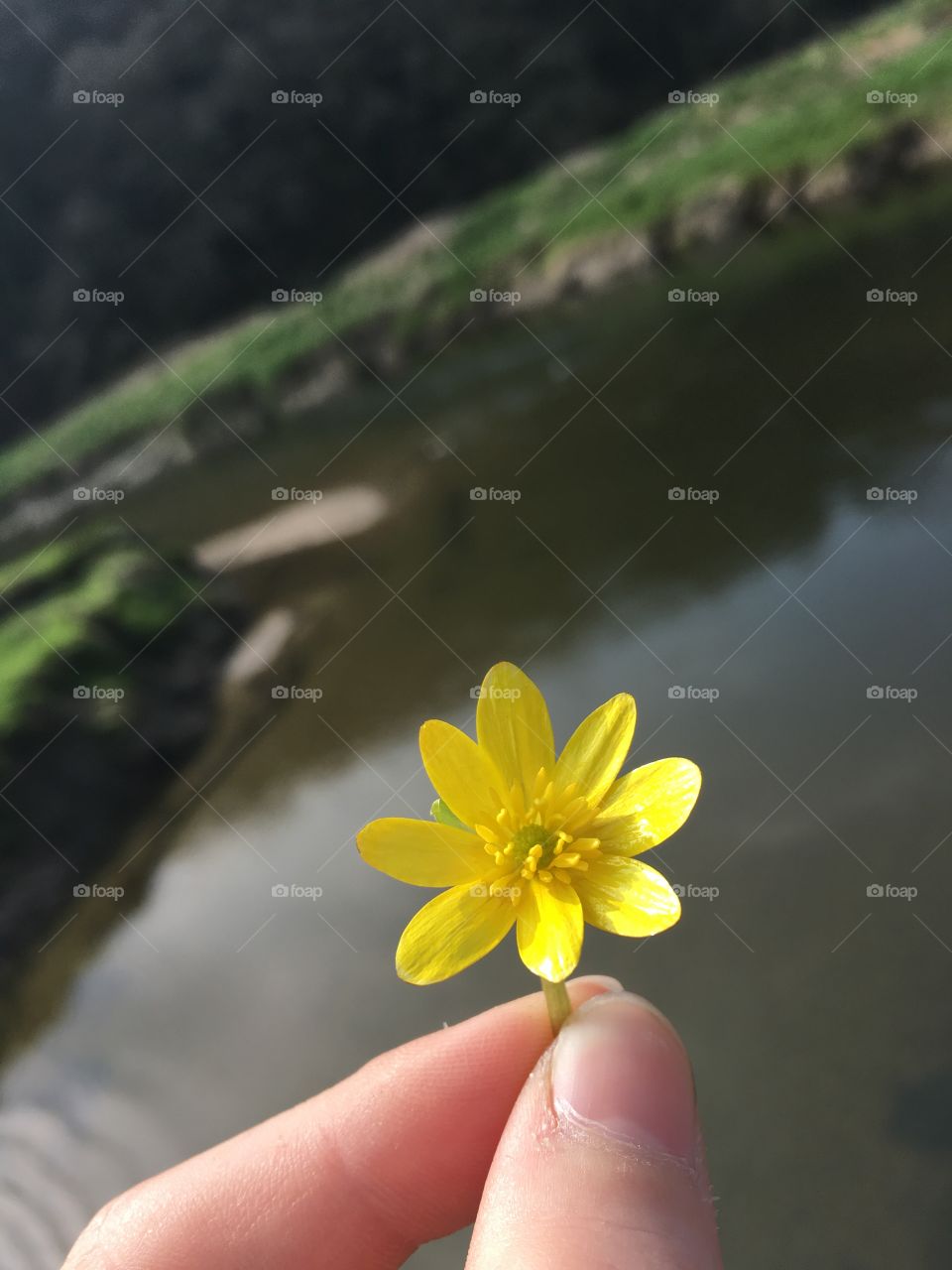 Brightly shone upon buttercup glowing with yellow rays whilst a slow bend in the river peers behind 