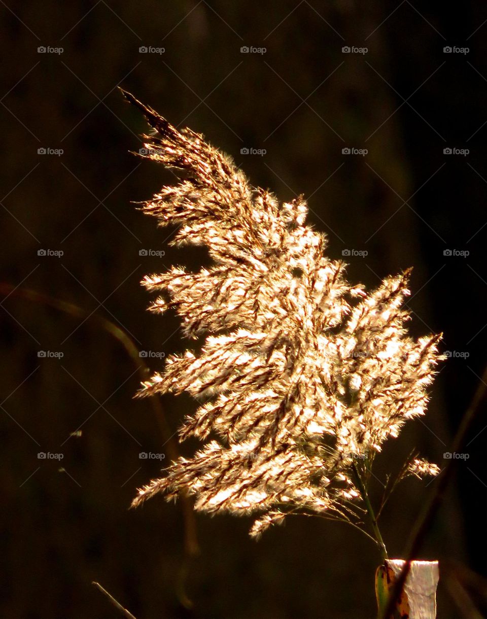 backlit vegetation