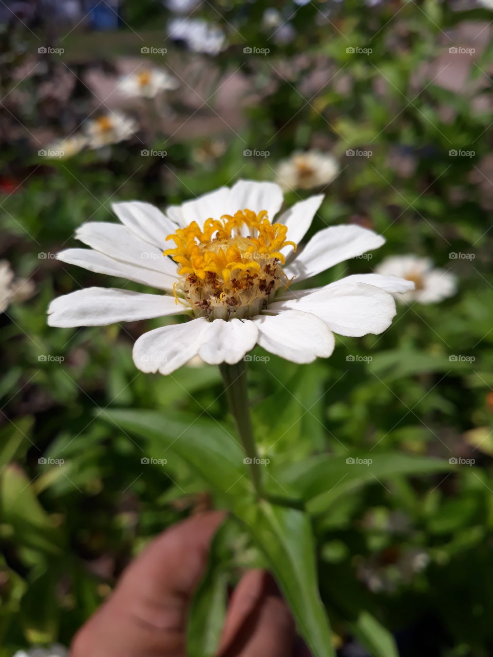 white flower on the hand
