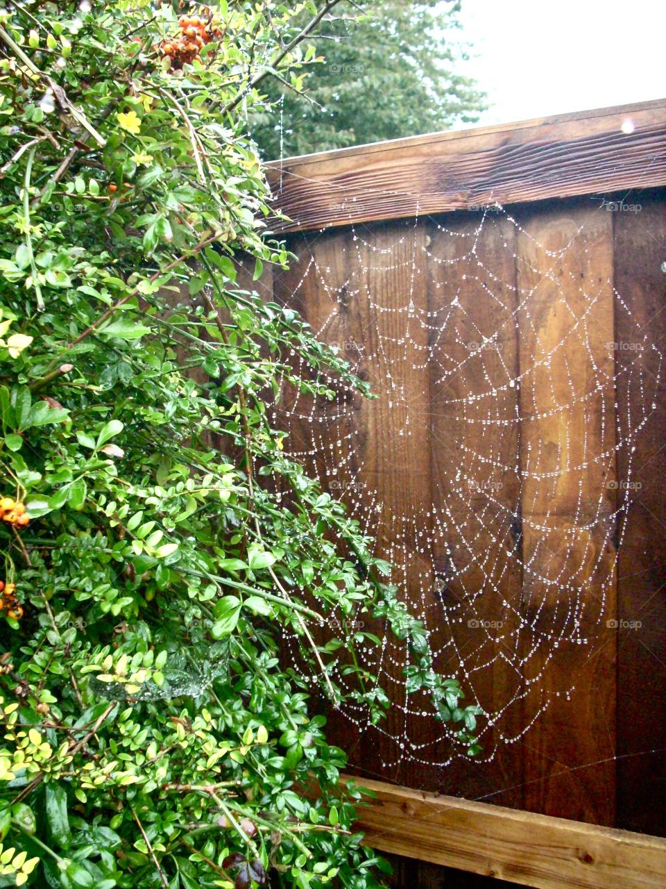 Large spider web in garden against fence and bushes showing detail after the rain. 