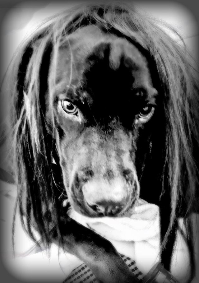 Funny Dog In Wig